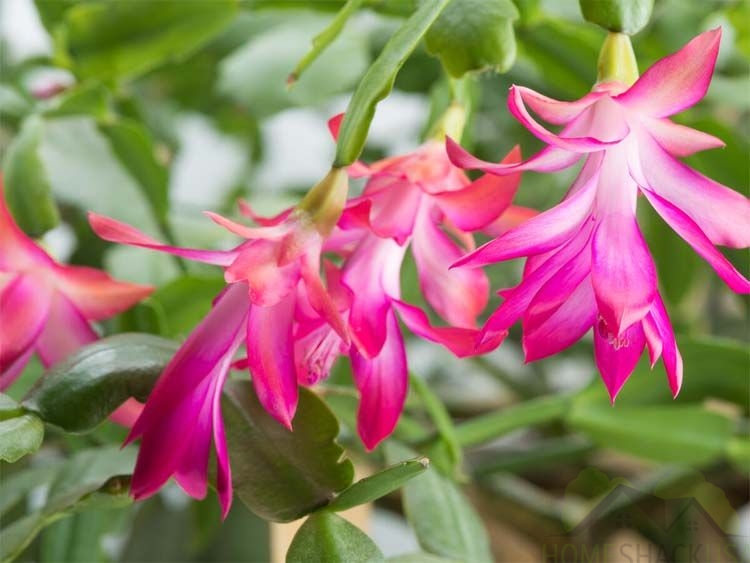 Christmas cactus plant