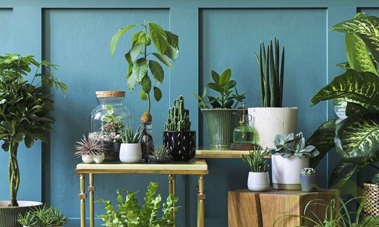 10 Easy-care Houseplants for Busy Individuals