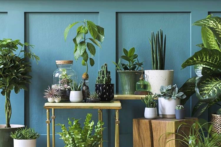 10 Easy-care Houseplants for Busy Individuals