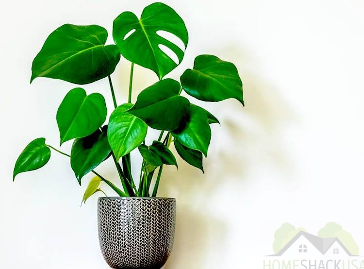 Fiddle leaf fig