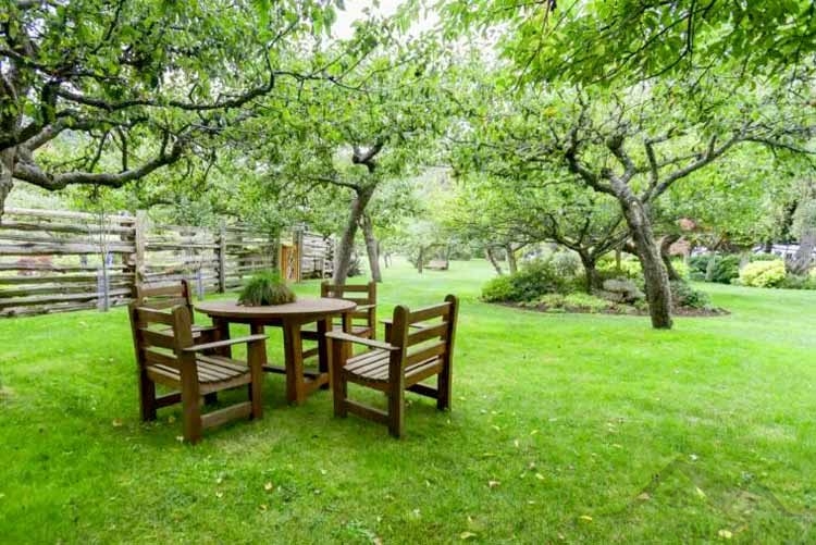 Fruit trees in the garden