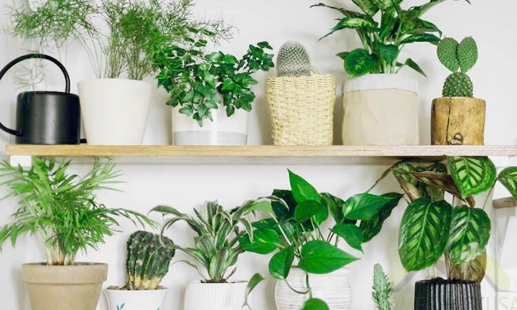 How to Refresh Your Home by Incorporating Plants in the Interior