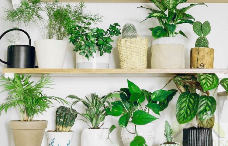 How to Refresh Your Home by Incorporating Plants in the Interior