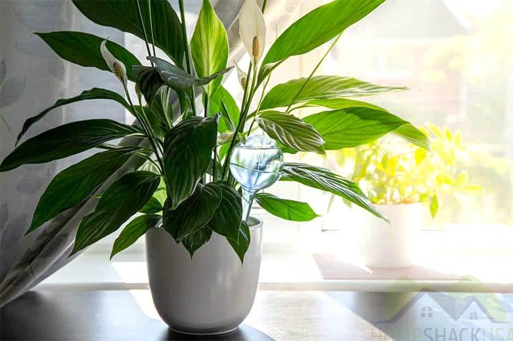 Peace lily plant