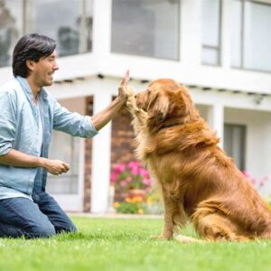 The Ultimate Guide to Pet Dog Training