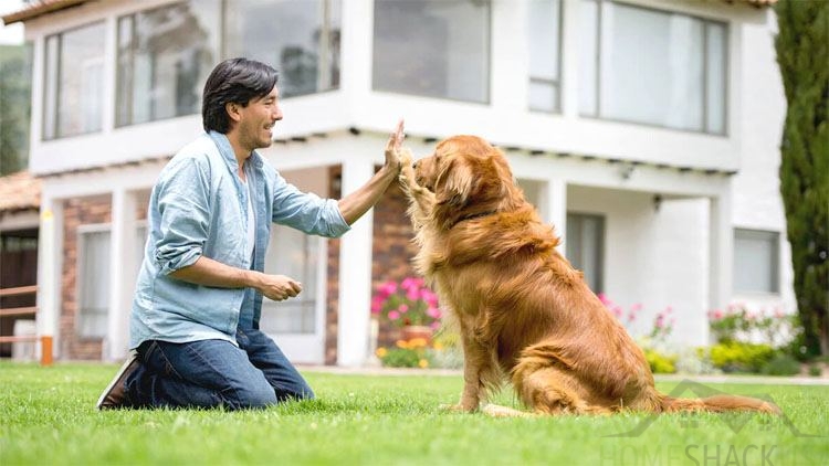 The Ultimate Guide to Pet Dog Training