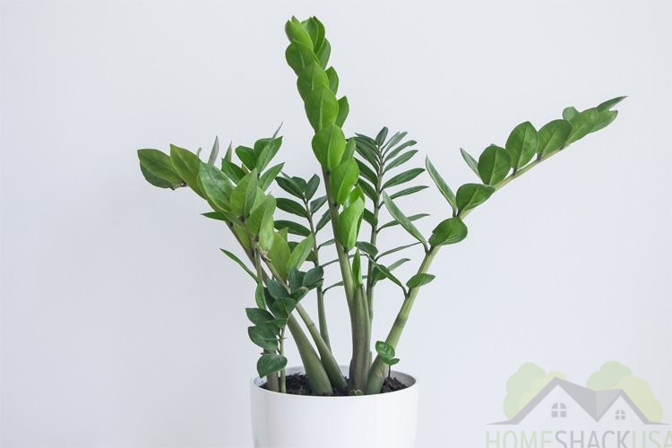 ZZ plant