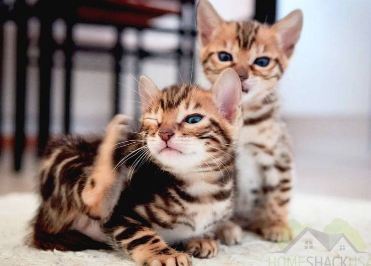 Bengal kittens