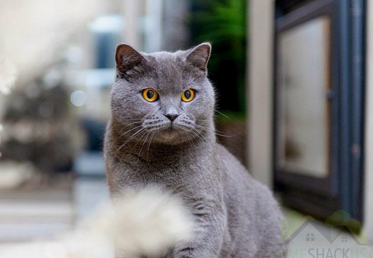 British shorthair cat