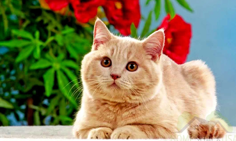 Cats and Their Temperaments: How to Choose the Right Breed