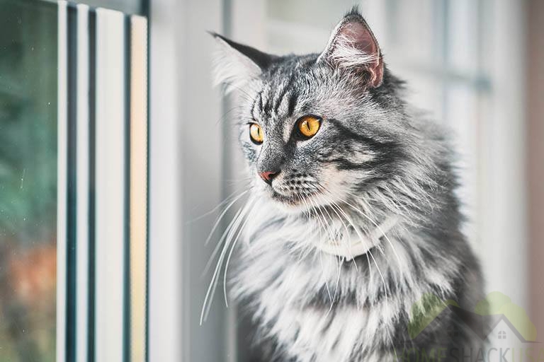 Maine Coon Breed