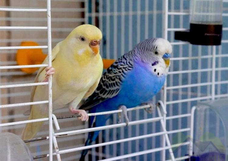 Cage for parakeets
