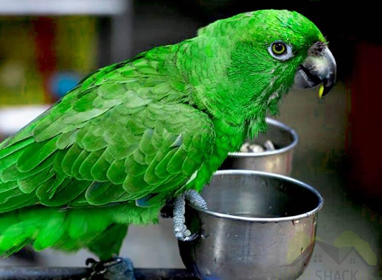 Parakeet feeding
