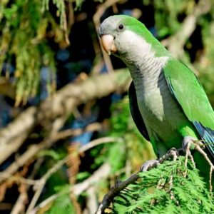 Parakeets: How to Take Care of Them