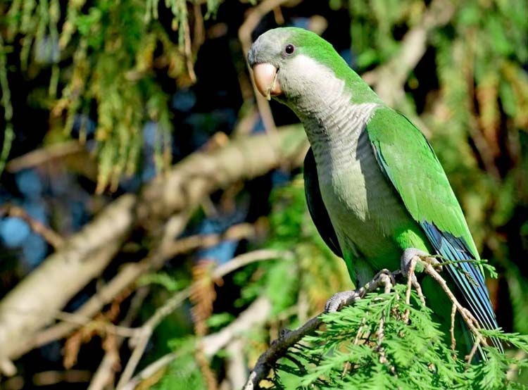 Parakeets: How to Take Care of Them