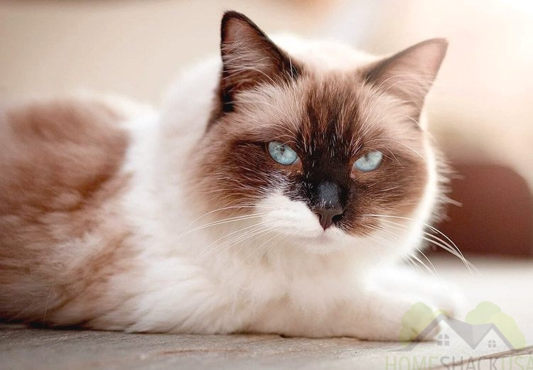 Ragdoll cat