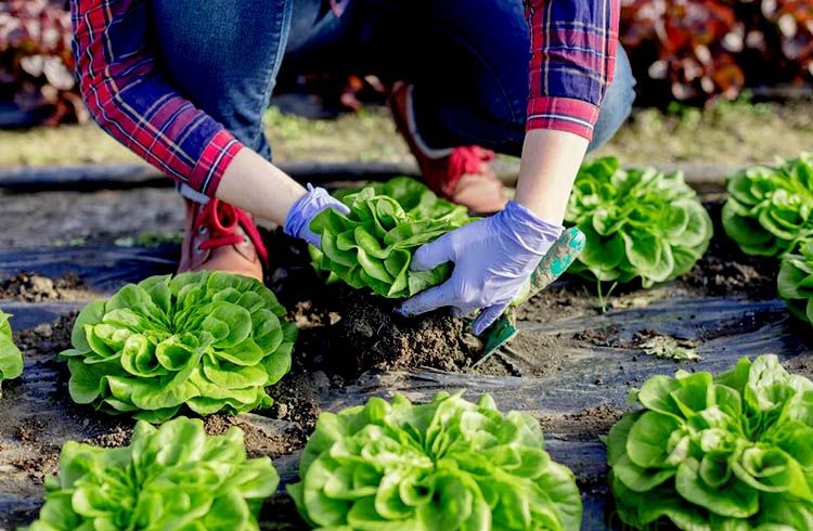 Easy-Care Edible Plants to Grow in Your Garden