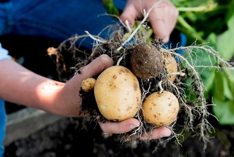Potatoes for the garden