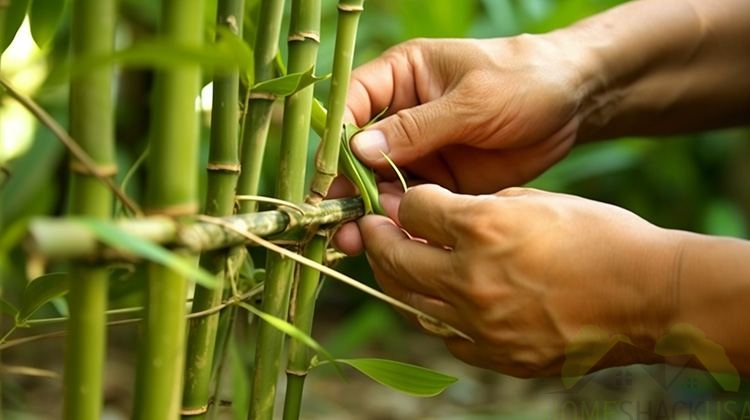 The process of deadheading a bamboo