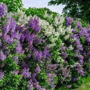 How to Plant and Care for Lilac Shrubs in Your Garden