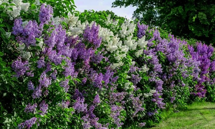 How to Plant and Care for Lilac Shrubs in Your Garden