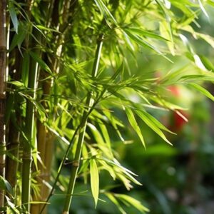 How to Take Care of Bamboo in your Garden