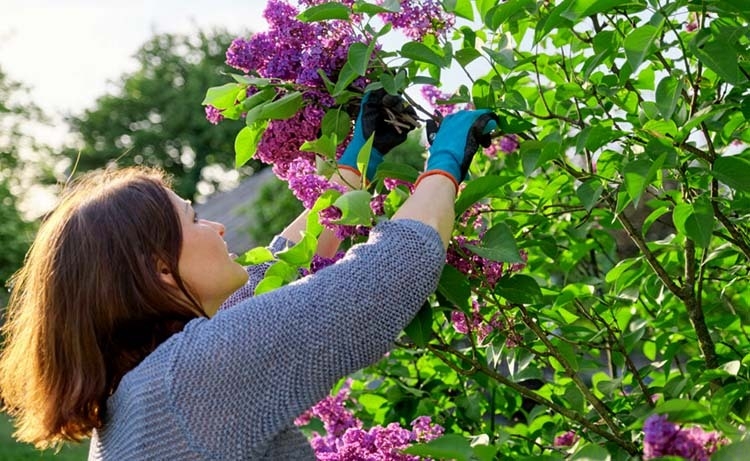 Woman pruning lilac shrubs