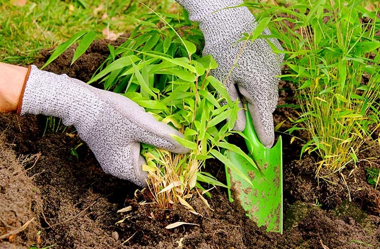 Process of planting a bamboo