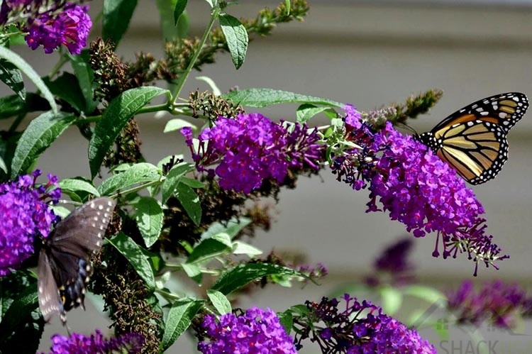 A lilac shrub with a butterfly landing on a leaf