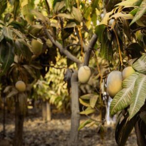 Cultivating mango – your garden becomes oasis