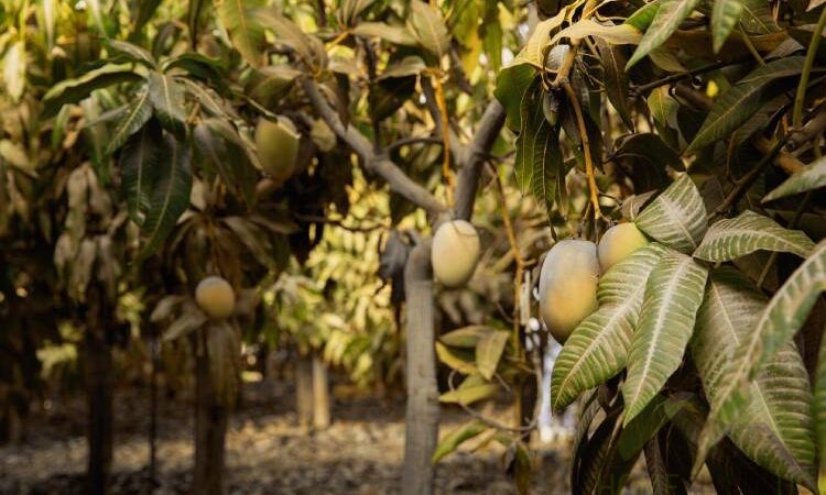 Cultivating mango – your garden becomes oasis