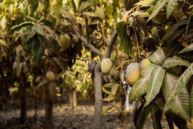 Cultivating mango – your garden becomes oasis