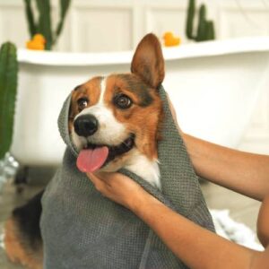 All you need to know about bathing your dog