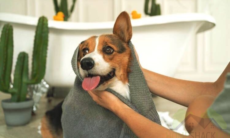 All you need to know about bathing your dog