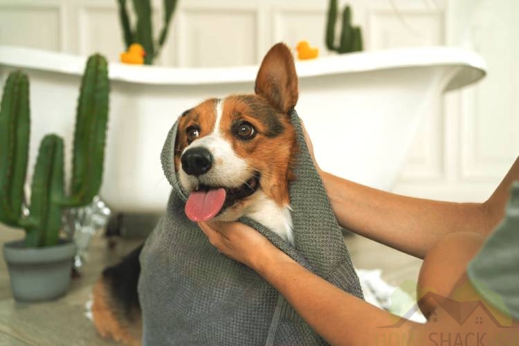 All you need to know about bathing your dog