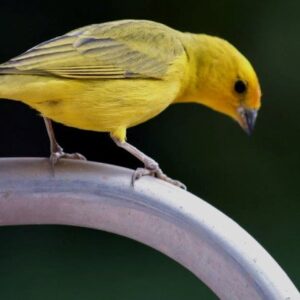 The ultimate guide to canary care