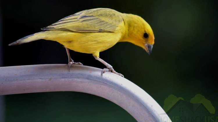 The ultimate guide to canary care