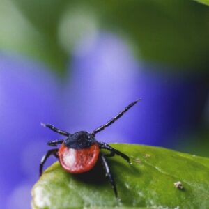 Ticks in your garden – how to keep them away