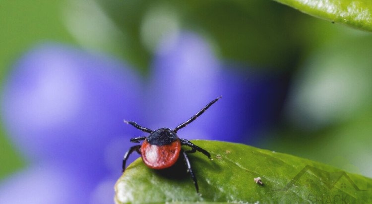 Ticks in your garden – how to keep them away