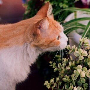 The best pet-friendly plants for your home and garden