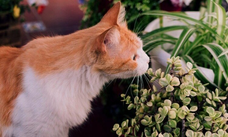 The best pet-friendly plants for your home and garden