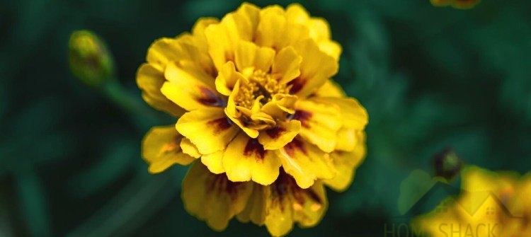 Marigold is a pet-friendly plant