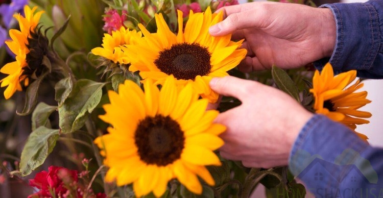 Sunflowers are pet-friendly plants