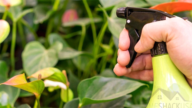 Hand-using snake repellent into the plants