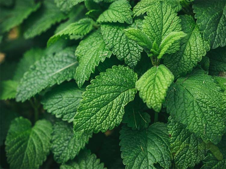 A close-up photo of mint leaves