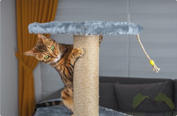 An orange cat has climbed a cat climbing frame