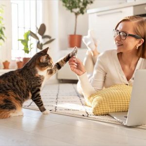 Cat Enrichment Ideas to Keep Your Kitty Curious