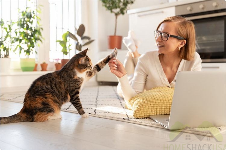 Cat Enrichment Ideas to Keep Your Kitty Curious