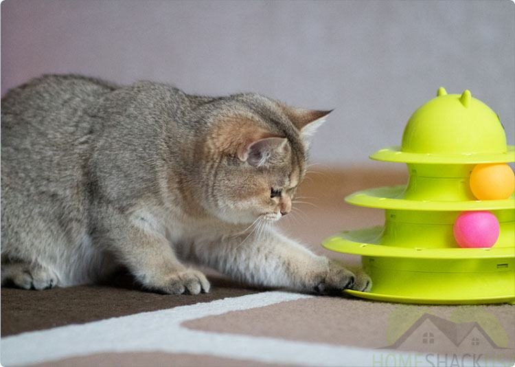 A gray cat uses a ball toy