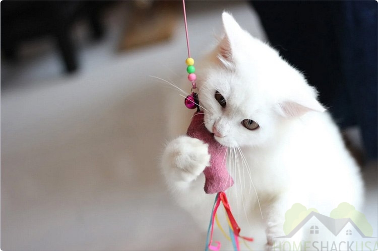 A white cat has bitten a stuffed pacifier